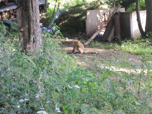 180729夏日のぼたん園 006.JPG